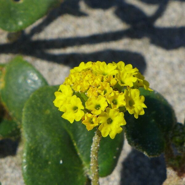 Abronia latifolia 花