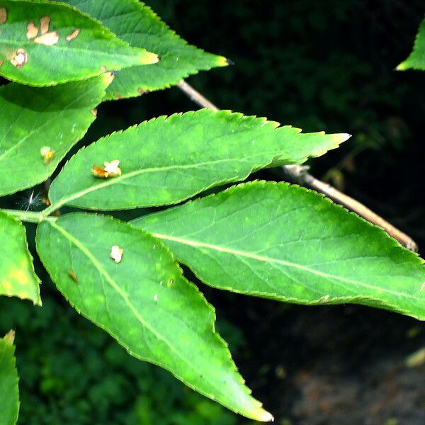 Sambucus nigra Lapas