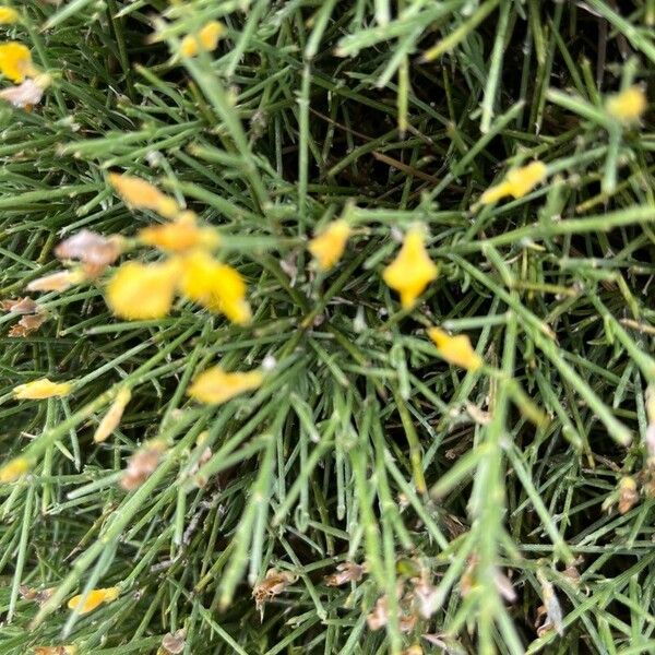 Genista acanthoclada ഇല