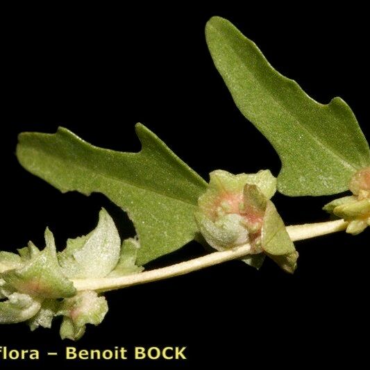 Atriplex tatarica Otro