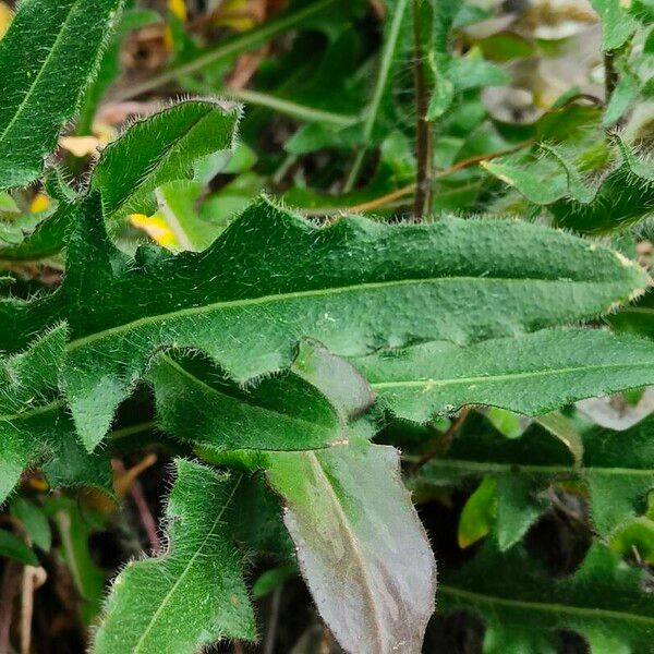 Hesperis laciniata 葉