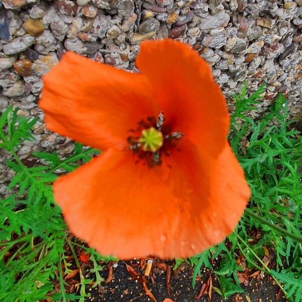 Papaver dubium फूल