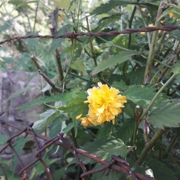 Kerria japonica Cvet