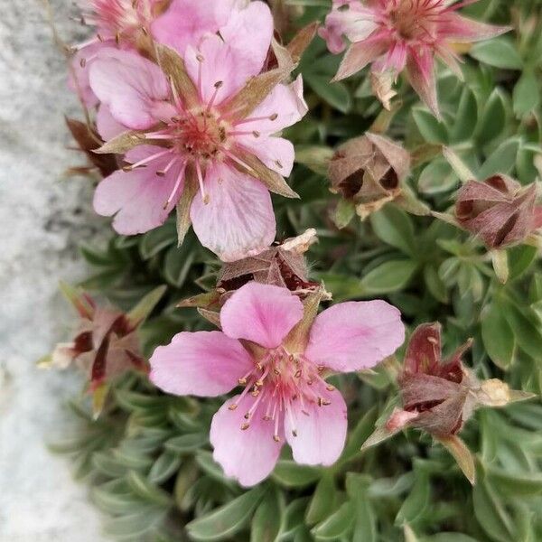 Potentilla nitida Λουλούδι