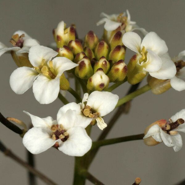 Nasturtium microphyllum Flower