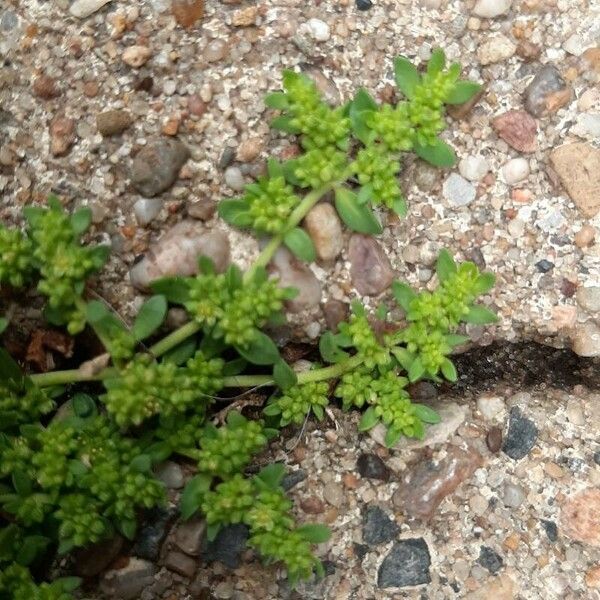 Herniaria glabra Folha