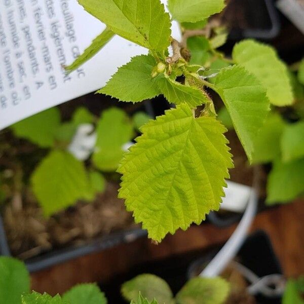 Corylus americana 葉