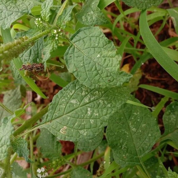 Heliotropium indicum Leaf