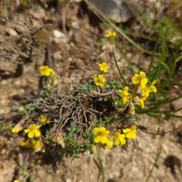 Helianthemum oelandicum Λουλούδι