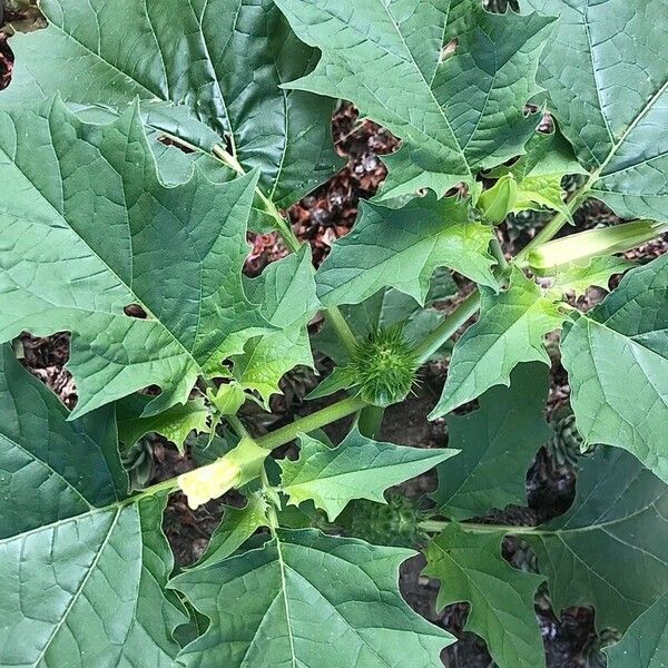 Datura stramonium Folha