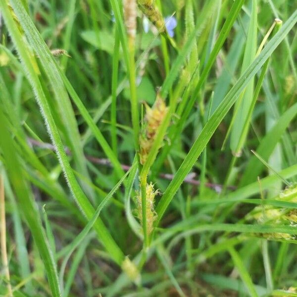 Carex hirta Blomma