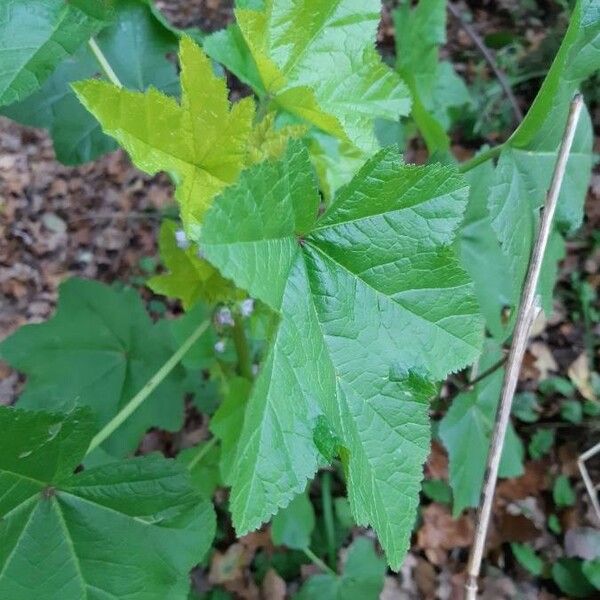 Malva verticillata 葉