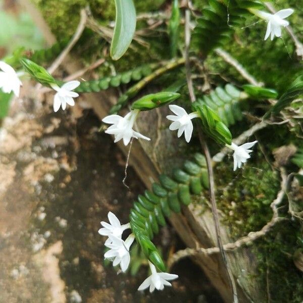 Angraecum distichum Žiedas