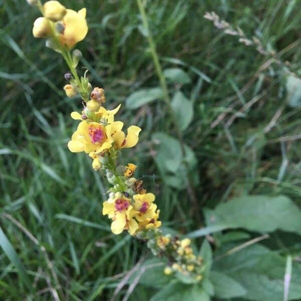 Verbascum nigrum Õis