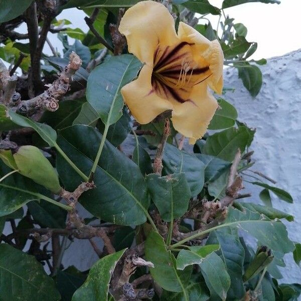 Solandra maxima (Chalice cup vine)