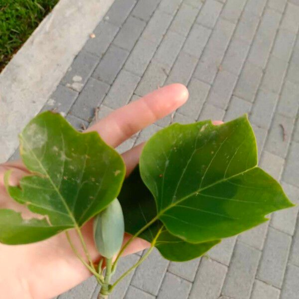 Liriodendron tulipifera Blad