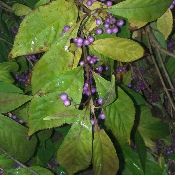 Callicarpa americana ഇല