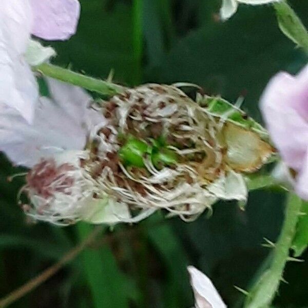 Rubus armeniacus Fruit