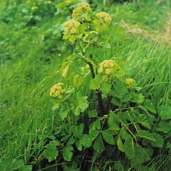 Smyrnium olusatrum Habit