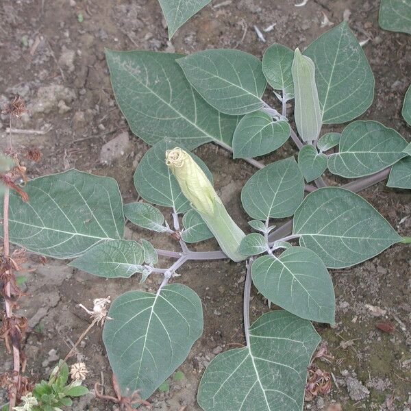 Datura wrightii Blad