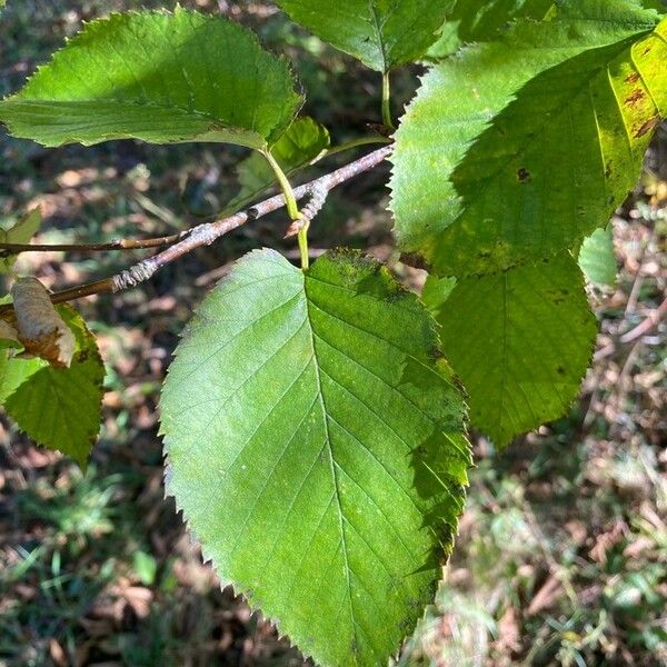 Betula lenta Φύλλο