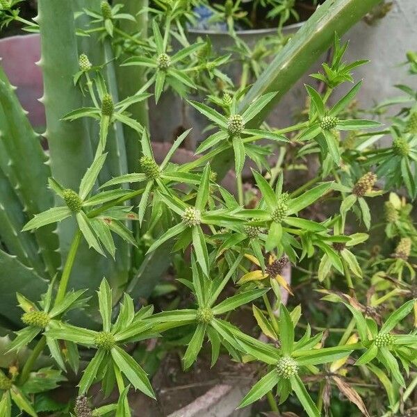 Eryngium foetidum Leaf