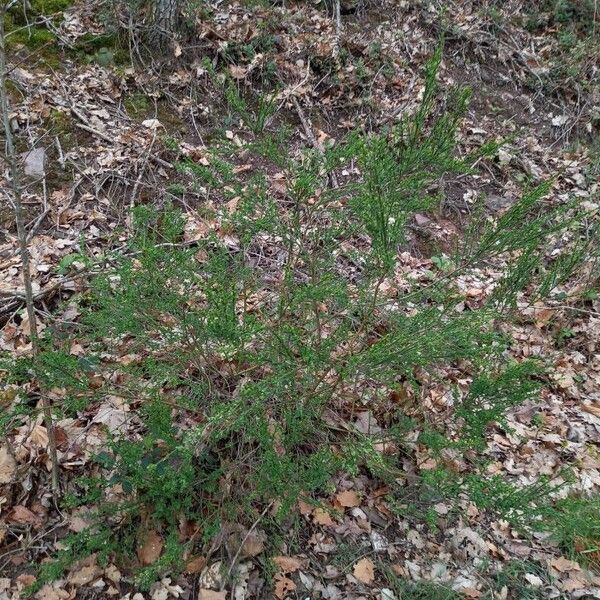 Cytisus scoparius Habit