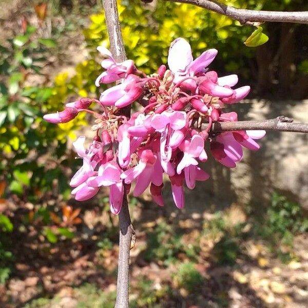 Cercis siliquastrum Cvet