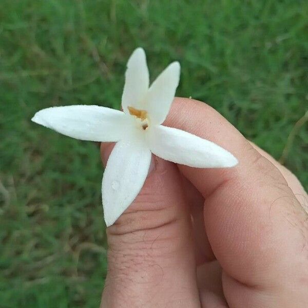 Millingtonia hortensis Flower