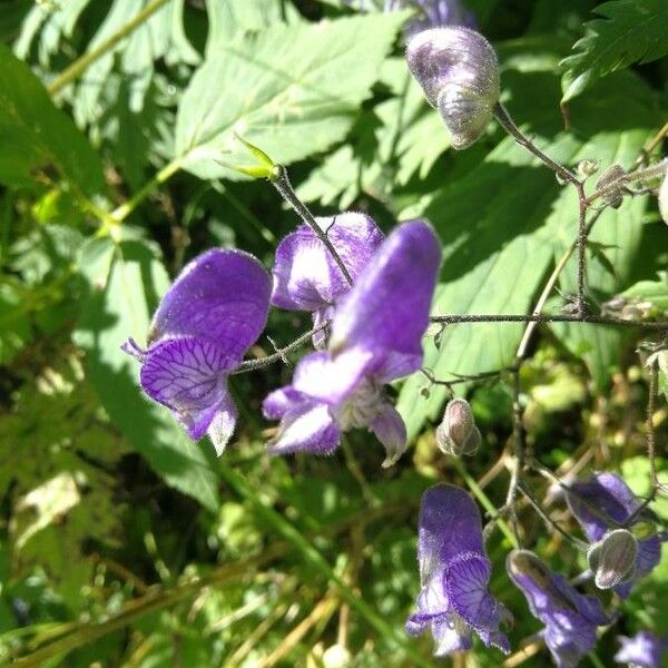 Aconitum columbianum 花