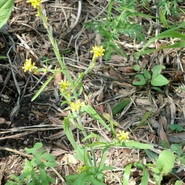 Erysimum repandum Кветка