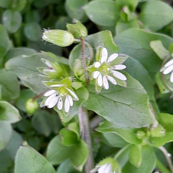 Stellaria media Bloem