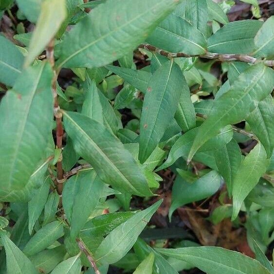 Persicaria odorata Feuille