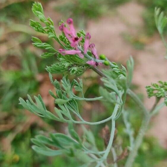 Fumaria vaillantii Flor