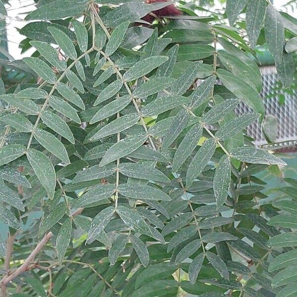 Calliandra haematocephala Ліст