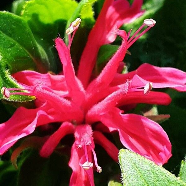 Monarda didyma 花