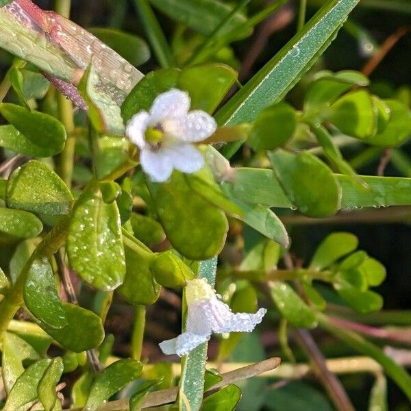 Bacopa monnieri Virág