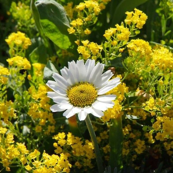 Leucanthemum maximum Flower