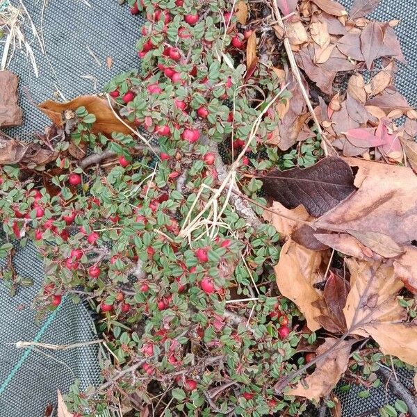 Cotoneaster microphyllus Агульны выгляд