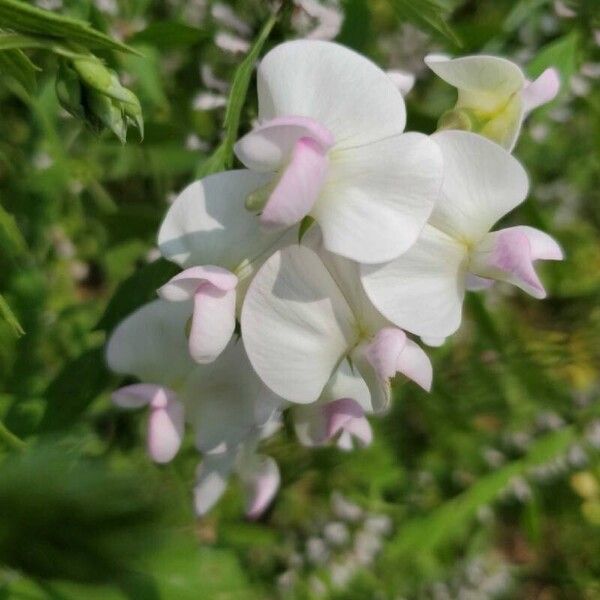 Lathyrus odoratus 花