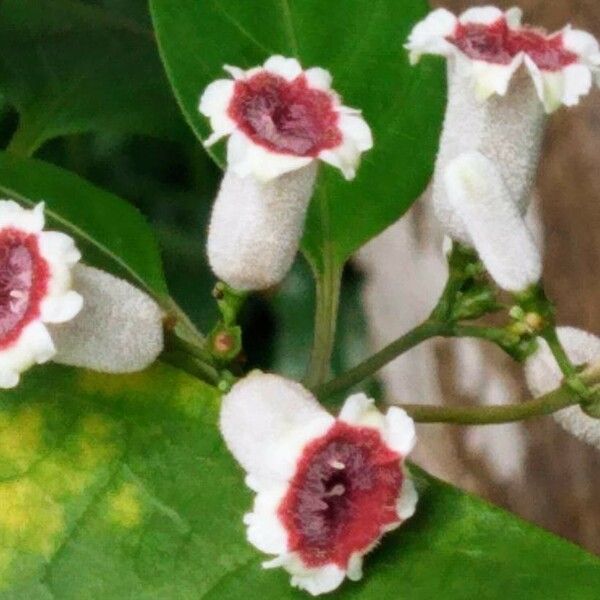 Paederia foetida Flower