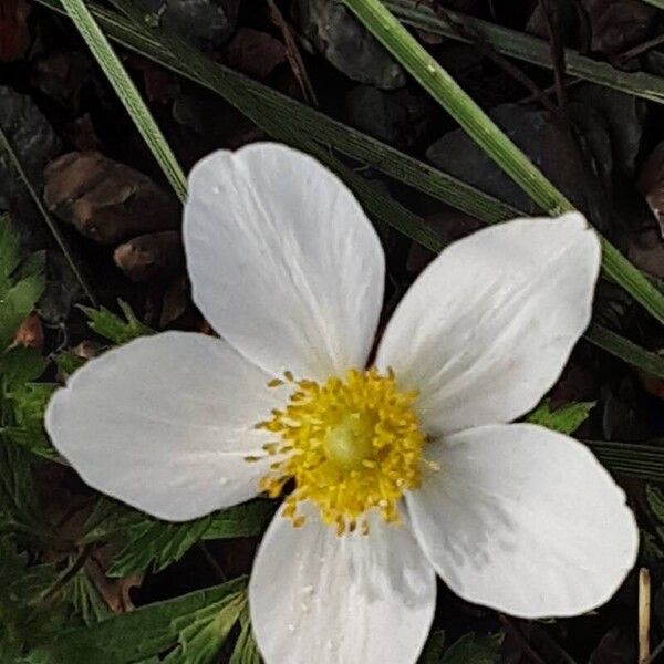 Anemonoides sylvestris Квітка