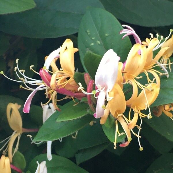 Lonicera japonica Blomma