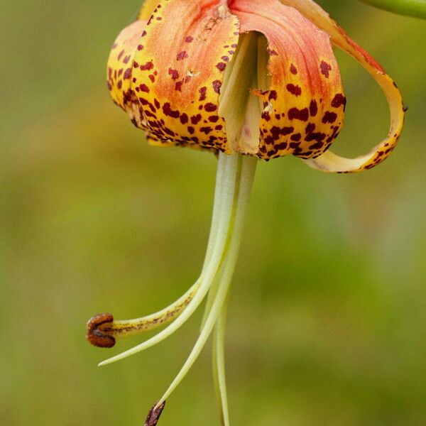 Lilium michauxii Цвят