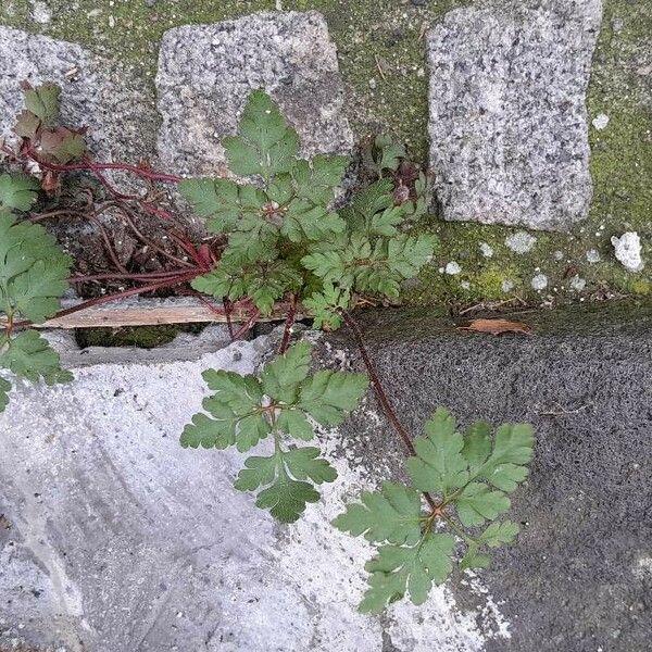 Geranium purpureum Buveinė