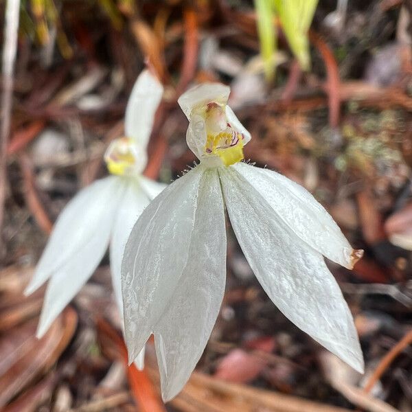 Caladenia catenata Flor