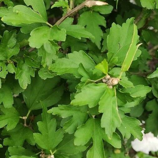 Hibiscus syriacus Φύλλο