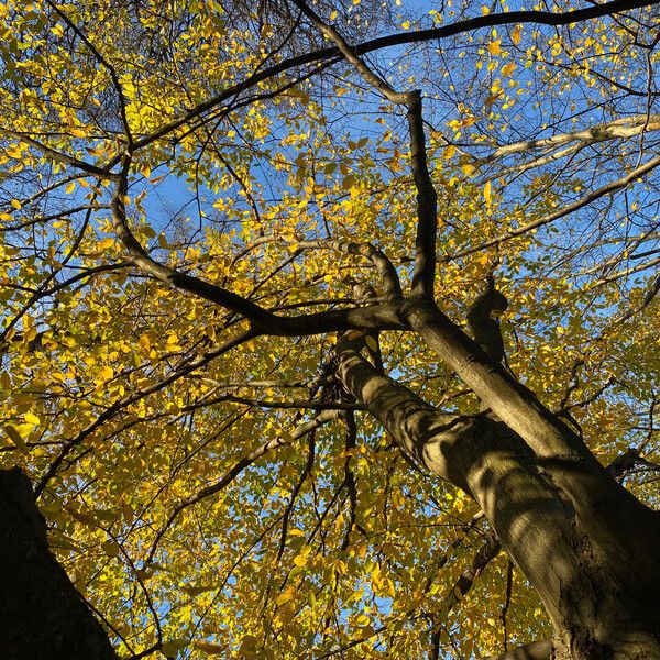 Carpinus betulus Blad