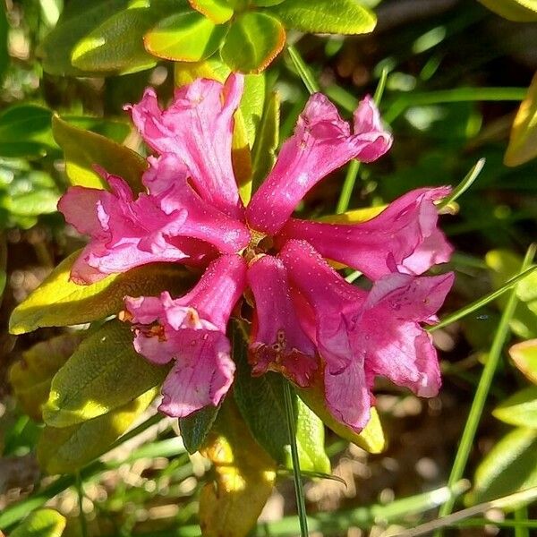 Rhododendron ferrugineum Кветка