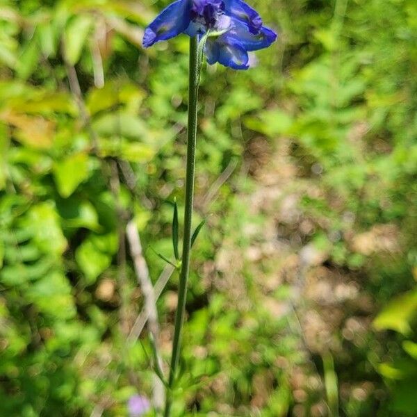 Delphinium carolinianum Bark